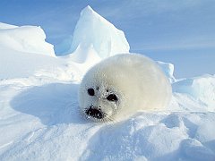 Harp Seal Pup, Gulf of St. Lawrence, Canada